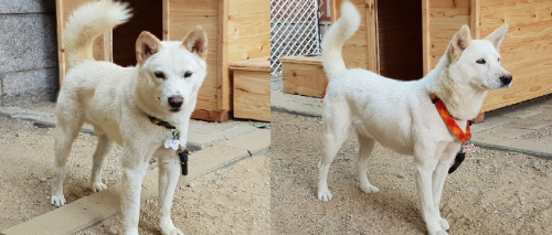 북한_풍산개_송강&곰이