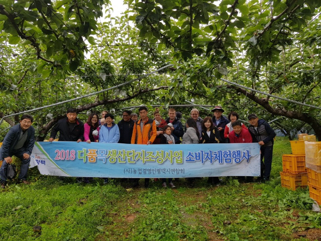 평택시, 캠프험프리 장병과 가족 배 따기 농촌체험 진행