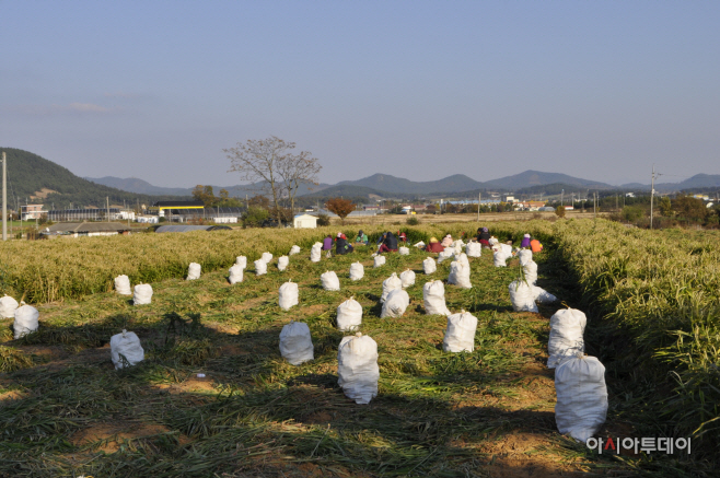 생강, 수확 후 관리에 주의하세요.
