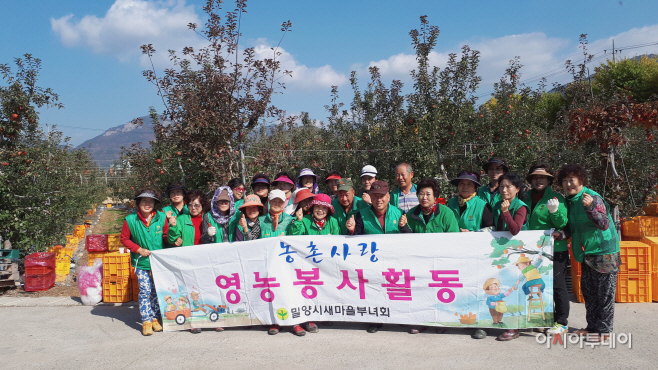 1107 밀양시 새마을부녀회, 농번기 사과수확 일손돕기 나서(1)
