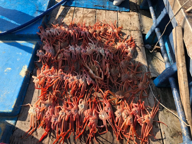 불법포획대게