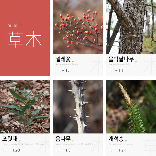 02. 사진자료_1월의 식물-5종