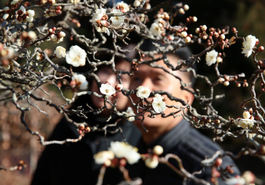 천리포수목원 봄 꽃 (매화)