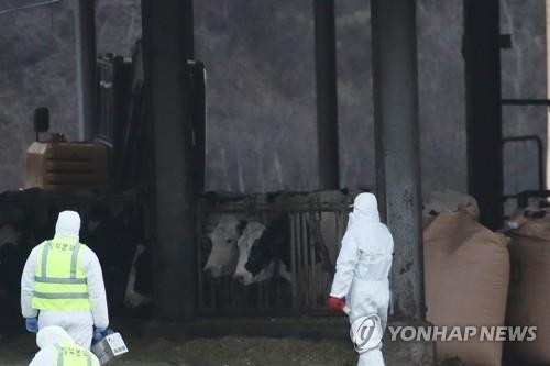28일 오후 구제역 의심 신고가 접수된 경기도 안성시의 한 젖소 농가에서 방역 관계자들이 현장을 통제하고 있다./ 제공 = 연합뉴스