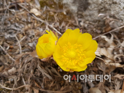 여주 황학산수목원, ‘복수초꽃’ 싱그런 봄소식