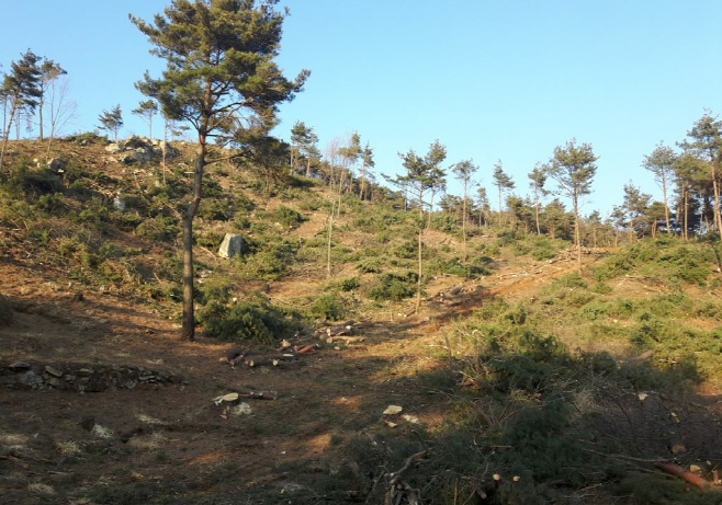 산청군 산림 공익가치 증진 위한 2019 조림사업 실시 (4)