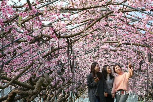 복사꽃 (5)