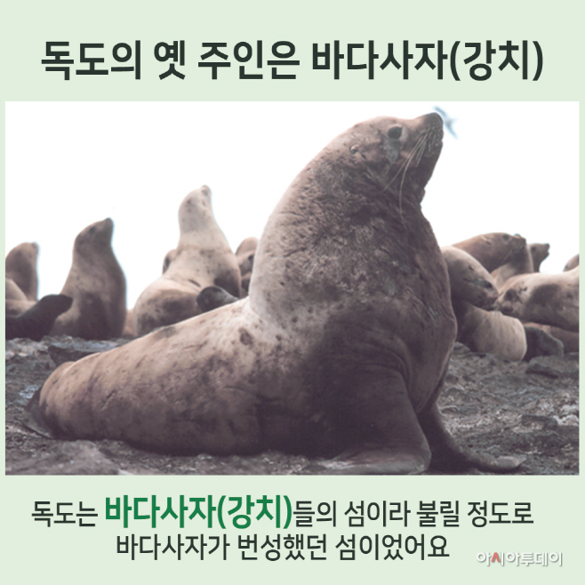 독도 바다사자 사진