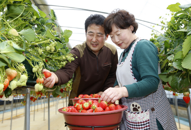 태안 안면도, 새콤달콤 겨울 딸기 수확 한창