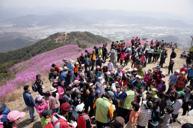 0312 종남산 진달래 축제