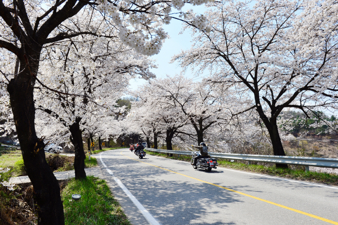 3. 제천 청풍호 벚꽃축제 대표사진(제천시)