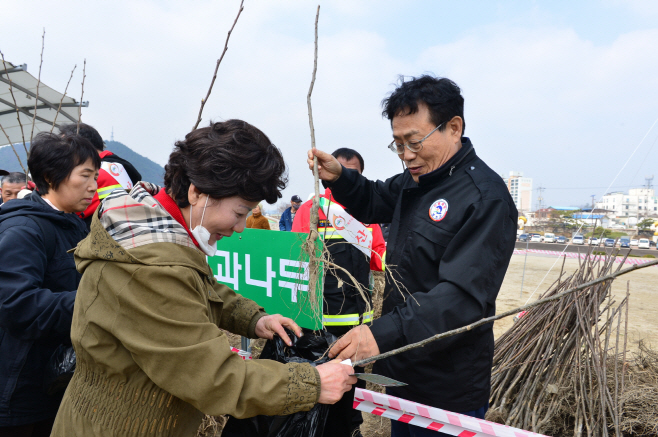 봉화군, 군민 나무나누어주기 행사 (1)