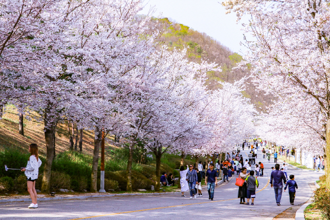 비발여행/ 대명리조트