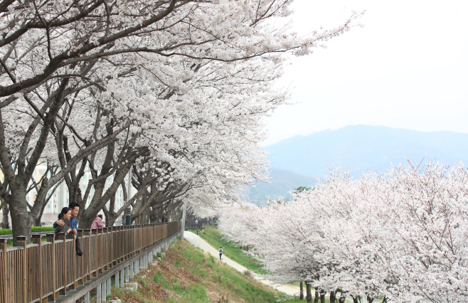 0326 꽃(삼문동 벚꽃길-3)