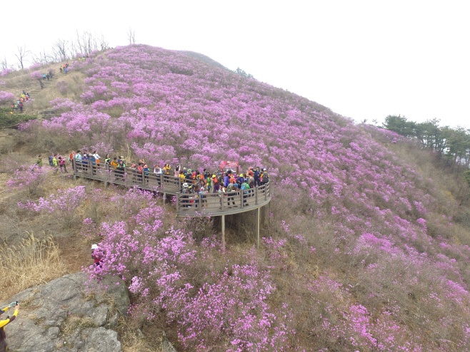 0326 꽃축제(종남산 진달래)