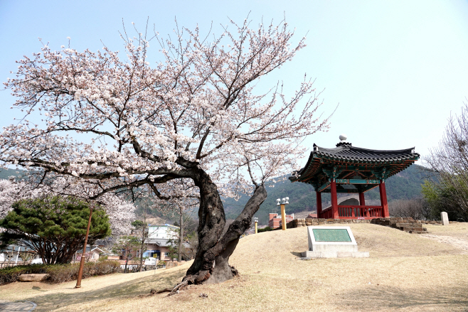 포토기사 벚꽃 만옥정(20190327)0