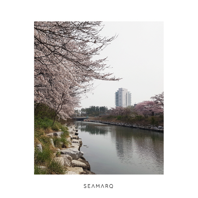 강릉 씨마크 호텔_벚꽃 전경 (2)