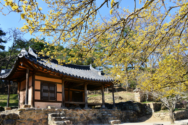 담양 소쇄원에 핀 노란 빛깔의 산수유, 봄내음 물씬