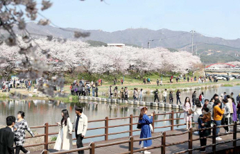 서산시 ‘제3회 해미벚꽃축제’ 관광객 20만명 다녀가