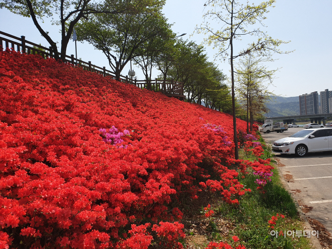 0422  영산홍