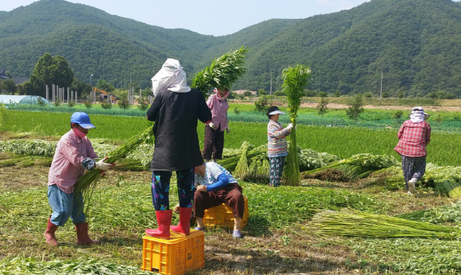 안동시, 대마수확
