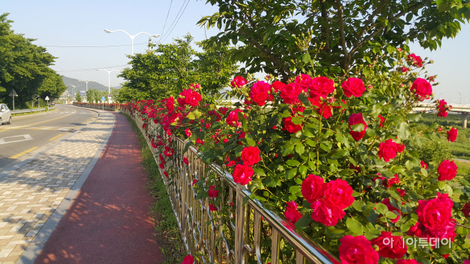 0501 장미꽃길 조성(4)