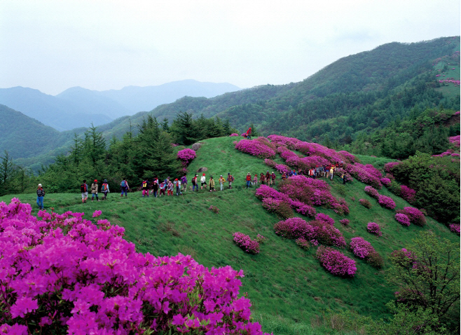 켄싱턴리조트 지리산남원_지리산 운봉 바래봉에 만개한 철쭉
