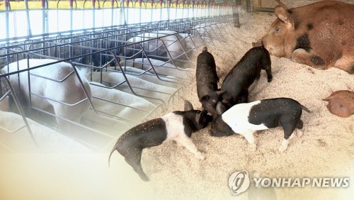 아프리카돼지열병 전파 막아라 양돈 농가 비상 CG