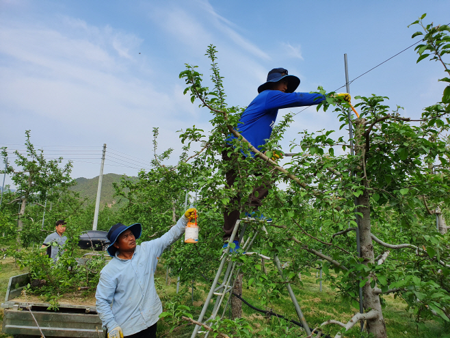 청송군, 하반기 외국인계절근로자 사업 참여농가 모집