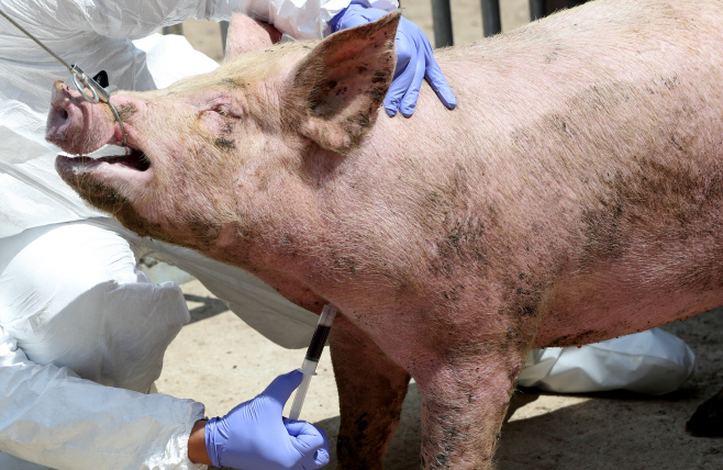 ASF 막아라…돼지 채혈하는 방역 관계자