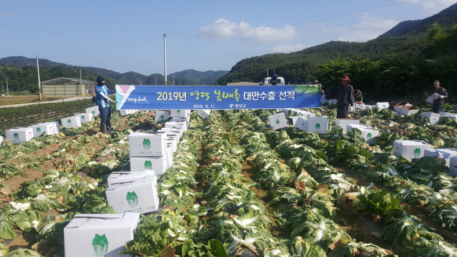 영덕 봄배추, 대만 수출 선적 위한 수확 장면