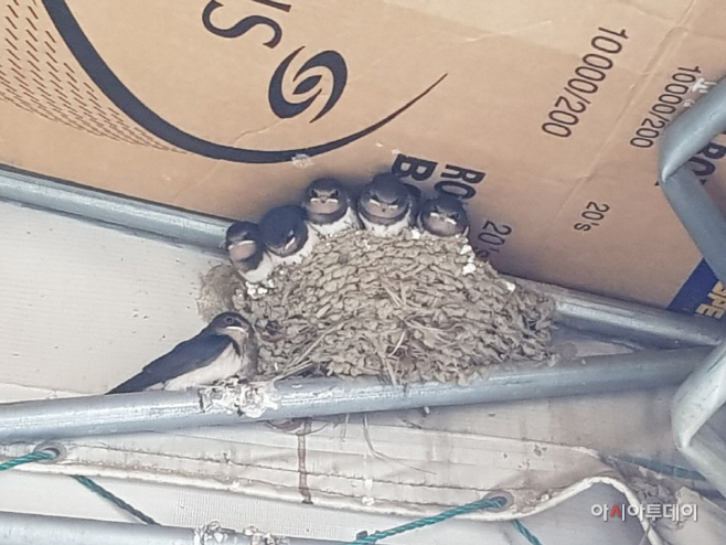 석가대 상가