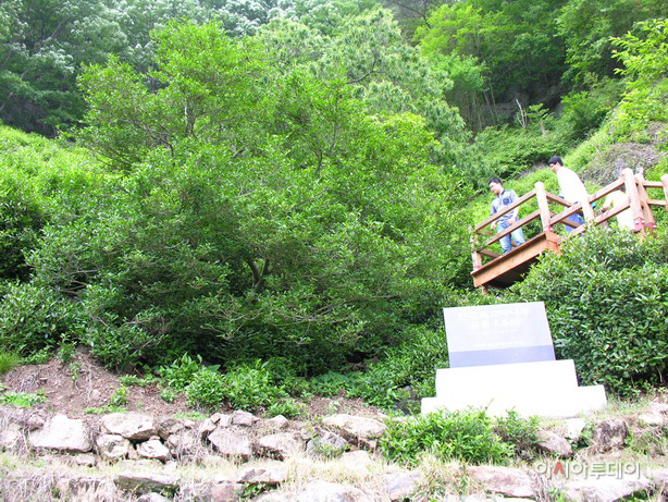 천년차나무2