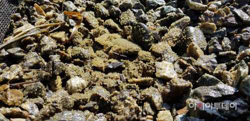 배스