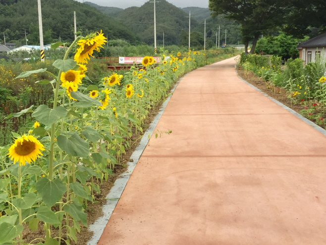사진자료3(2019. 7. 22.)창수면 인량전통마을 해바라기 꽃길1