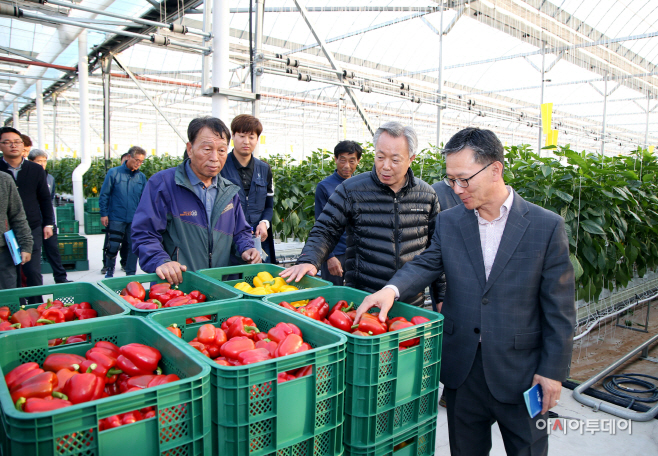 일 수출규제 선제대응 (18.11.06 파프리카 본격 출하)