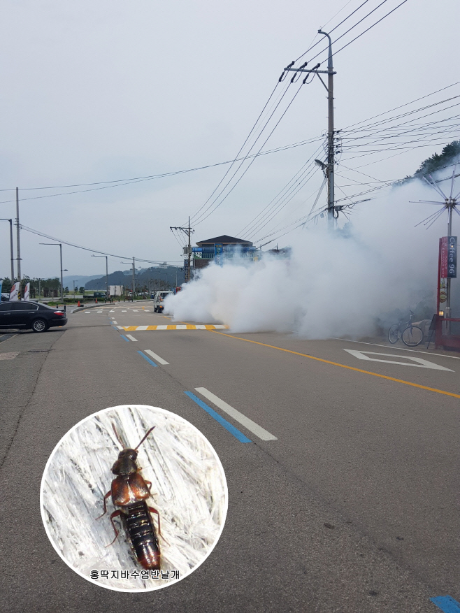 사진자료3(2019.07.30.)방역및홍딱지바수염반날개