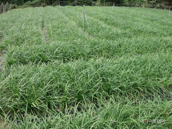 여름철 맥문동 관수·추비 등 관리 당부
