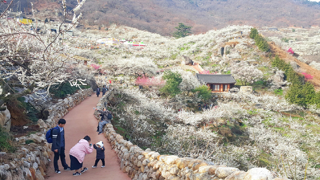 빅데이터축제대상 매화축제