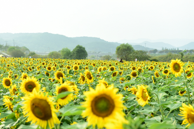 황미르랜드