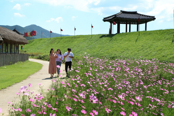 서산해미읍성, 관광객 발길 잡는 코스모스 ‘활짝’