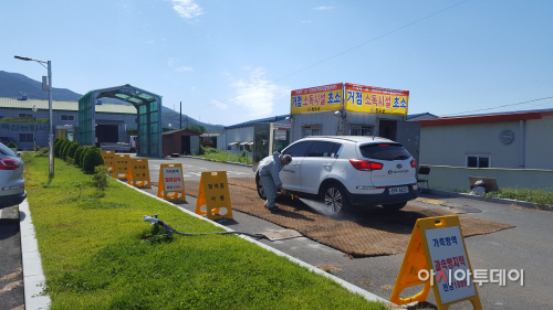 청도아프리카돼지열병 (2)