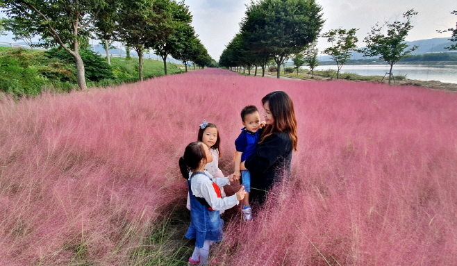 군위 위천변 핑크뮬리