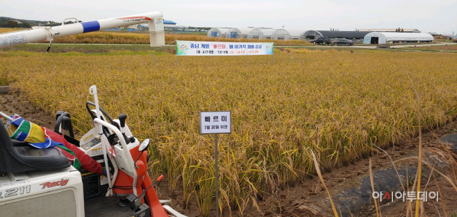 충남 빠르미, 국내 벼 품종 최초 ‘이기작’ 성공