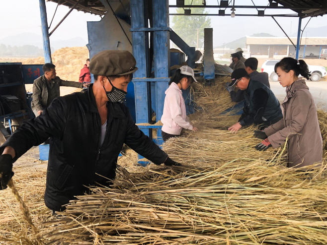 Harvesting crops in North Korea