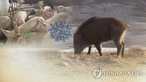 돼지열병