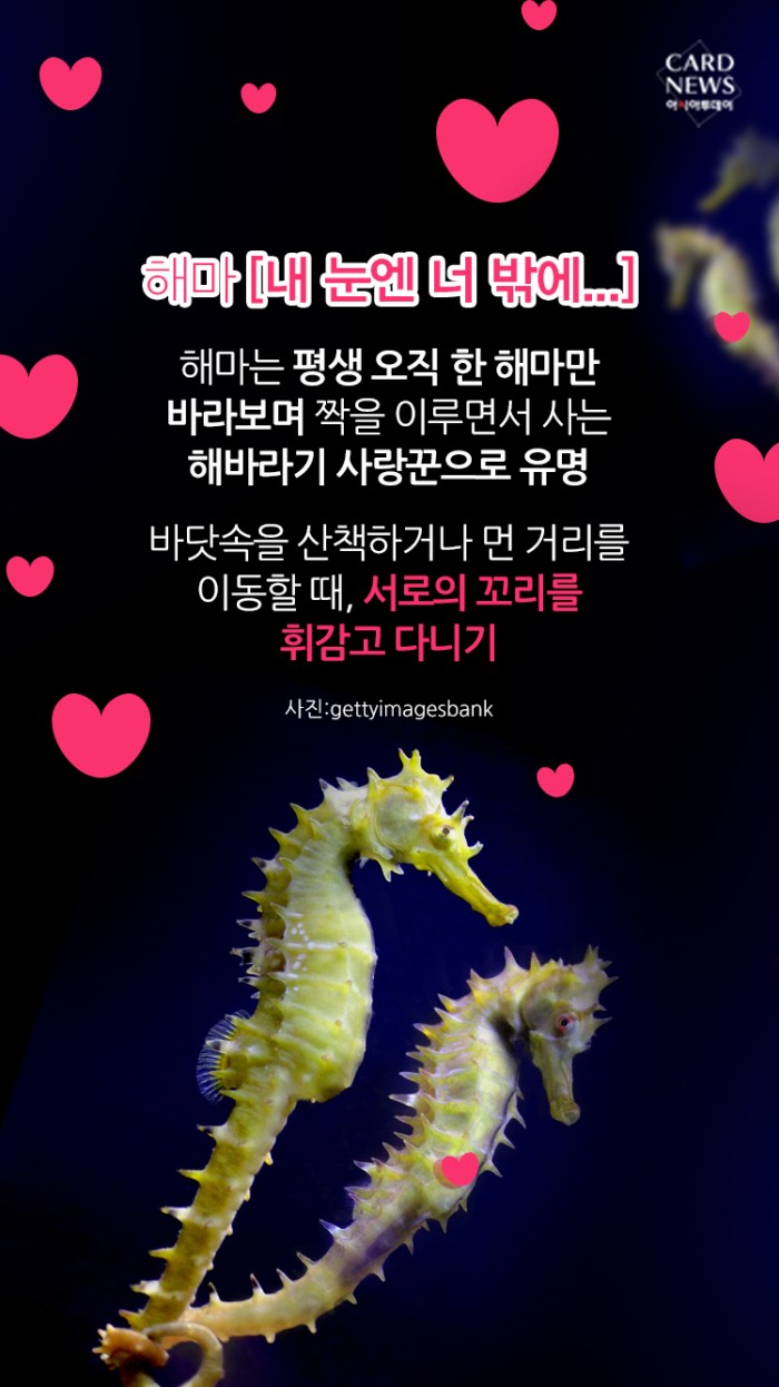 카드 뉴스 이미지