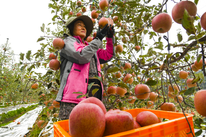 가을은 고품질 남원사과의 계절1