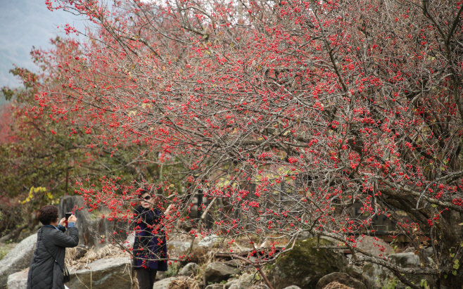산수유 열매