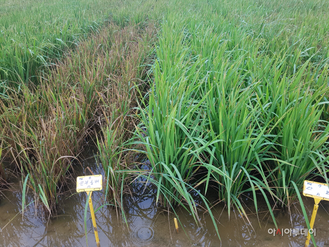 충남 간척지 가뭄 시 적정 품종 ‘다보’ 선발